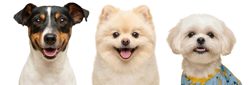 gemini generated image jr091pjr091pjr09 removebg preview